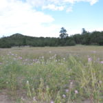 alegrito foothills ranch for sale new mexico