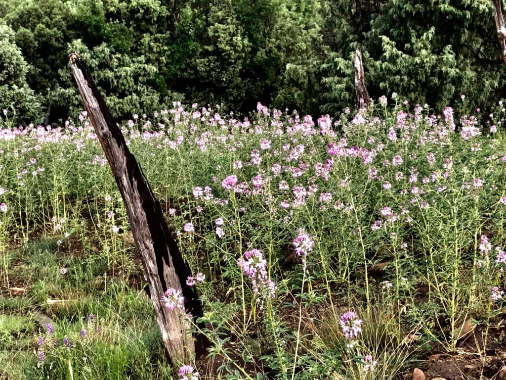 wildflowers on ranch for sale in new mexico
