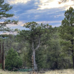 new mexico ranch for sale