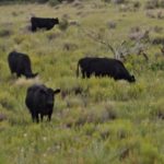 cattle ranches for sale new mexico