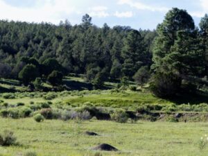 New Mexico hunting land for sale