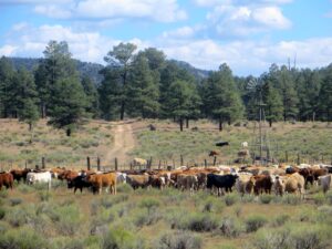 cattle ranches for sale in New Mexico