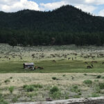 elk hunting ranch for sale in New Mexico - Catron County Unit 15