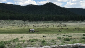 elk hunting ranch for sale in New Mexico - Catron County Unit 15