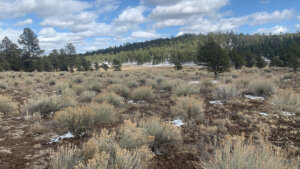 elk hunting unit 15 land for sale - Gallo Lake deeded 160 acres with possible landowner elk tag